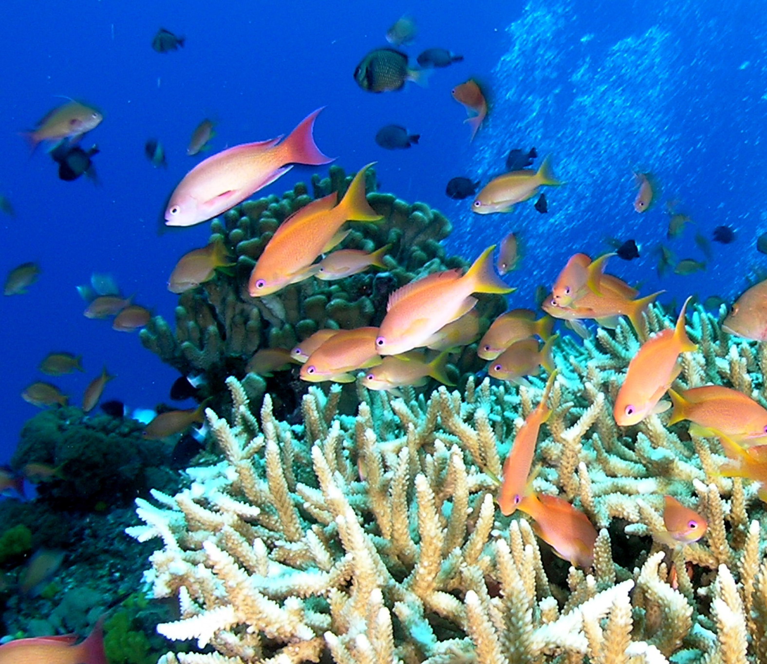 圖片來源：中央研究院生物多樣性研究中心珊瑚礁演化生態遺傳實驗室
